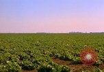 Standbild Weißkohl California United States USA, 1967, aus Sekunde 18 historischem Filmmaterial Videoclip 65675020974