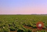 Standbild Weißkohl California United States USA, 1967, aus Sekunde 19 historischem Filmmaterial Videoclip 65675020974