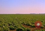 Standbild Weißkohl California United States USA, 1967, aus Sekunde 20 historischem Filmmaterial Videoclip 65675020974