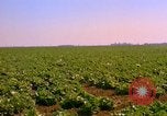 Standbild Weißkohl California United States USA, 1967, aus Sekunde 21 historischem Filmmaterial Videoclip 65675020974