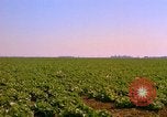 Standbild Weißkohl California United States USA, 1967, aus Sekunde 22 historischem Filmmaterial Videoclip 65675020974