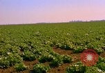 Standbild Weißkohl California United States USA, 1967, aus Sekunde 23 historischem Filmmaterial Videoclip 65675020974