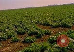 Standbild Weißkohl California United States USA, 1967, aus Sekunde 29 historischem Filmmaterial Videoclip 65675020974