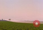 Standbild Weißkohl California United States USA, 1967, aus Sekunde 47 historischem Filmmaterial Videoclip 65675020974