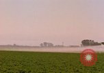 Standbild Weißkohl California United States USA, 1967, aus Sekunde 50 historischem Filmmaterial Videoclip 65675020974