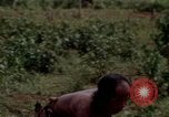 Image of Montagnard tribesmen Camp Enari Vietnam, 1967, second 25 stock footage video 65675021015