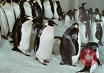 Image of Operation Deep Freeze United States USA, 1975, second 56 stock footage video 65675021084