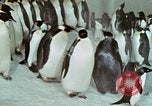 Image of Operation Deep Freeze United States USA, 1975, second 57 stock footage video 65675021084