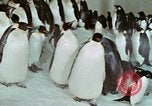 Image of Operation Deep Freeze United States USA, 1975, second 58 stock footage video 65675021084