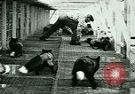 Image of Annual Fur Breeders Exhibition Alberta Canada, 1946, second 19 stock footage video 65675021127