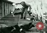 Image of Annual Fur Breeders Exhibition Alberta Canada, 1946, second 24 stock footage video 65675021127