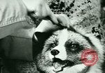 Image of Annual Fur Breeders Exhibition Alberta Canada, 1946, second 27 stock footage video 65675021127