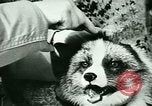 Image of Annual Fur Breeders Exhibition Alberta Canada, 1946, second 28 stock footage video 65675021127