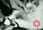 Image of Annual Fur Breeders Exhibition Alberta Canada, 1946, second 29 stock footage video 65675021127