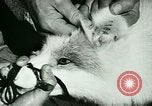 Image of Annual Fur Breeders Exhibition Alberta Canada, 1946, second 30 stock footage video 65675021127