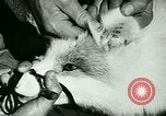 Image of Annual Fur Breeders Exhibition Alberta Canada, 1946, second 31 stock footage video 65675021127