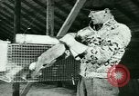 Image of Annual Fur Breeders Exhibition Alberta Canada, 1946, second 38 stock footage video 65675021127