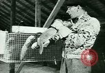 Image of Annual Fur Breeders Exhibition Alberta Canada, 1946, second 40 stock footage video 65675021127
