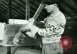 Image of Annual Fur Breeders Exhibition Alberta Canada, 1946, second 42 stock footage video 65675021127