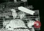 Image of Annual Fur Breeders Exhibition Alberta Canada, 1946, second 50 stock footage video 65675021127