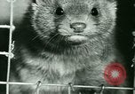 Image of Annual Fur Breeders Exhibition Alberta Canada, 1946, second 51 stock footage video 65675021127
