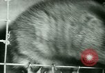 Image of Annual Fur Breeders Exhibition Alberta Canada, 1946, second 52 stock footage video 65675021127