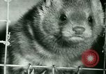 Image of Annual Fur Breeders Exhibition Alberta Canada, 1946, second 53 stock footage video 65675021127
