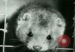 Image of Annual Fur Breeders Exhibition Alberta Canada, 1946, second 54 stock footage video 65675021127