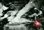 Image of Annual Fur Breeders Exhibition Alberta Canada, 1946, second 59 stock footage video 65675021127