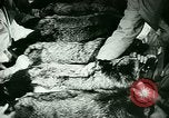 Image of Annual Fur Breeders Exhibition Alberta Canada, 1946, second 60 stock footage video 65675021127