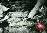 Image of Annual Fur Breeders Exhibition Alberta Canada, 1946, second 61 stock footage video 65675021127