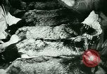 Image of Annual Fur Breeders Exhibition Alberta Canada, 1946, second 62 stock footage video 65675021127