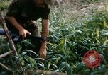 Image of US Army 11th Armored Cavalry Regiment search mission South Vietnam, 1967, second 17 stock footage video 65675021193
