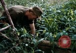 Image of US Army 11th Armored Cavalry Regiment search mission South Vietnam, 1967, second 22 stock footage video 65675021193