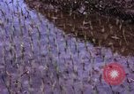 Image of 196th Light Infantry Brigade on mission Vietnam, 1968, second 15 stock footage video 65675021198