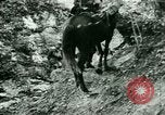 Image les troupes allemandes la Russie, 1942, de la seconde 34 séquences d'archives historiques vidéo 65675021217