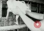 Image of poultry farm Berea Kentucky United States USA, 1933, second 30 stock footage video 65675021251