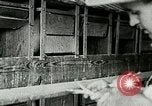 Image of poultry farm Berea Kentucky United States USA, 1933, second 32 stock footage video 65675021251