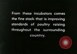 Image of poultry farm Berea Kentucky United States USA, 1933, second 45 stock footage video 65675021251