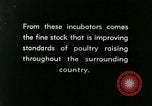 Image of poultry farm Berea Kentucky United States USA, 1933, second 46 stock footage video 65675021251