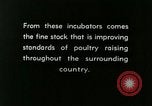 Image of poultry farm Berea Kentucky United States USA, 1933, second 47 stock footage video 65675021251