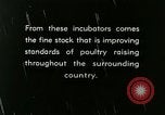 Image of poultry farm Berea Kentucky United States USA, 1933, second 48 stock footage video 65675021251