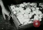 Image of poultry farm Berea Kentucky United States USA, 1933, second 50 stock footage video 65675021251