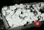 Image of poultry farm Berea Kentucky United States USA, 1933, second 51 stock footage video 65675021251