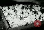 Image of poultry farm Berea Kentucky United States USA, 1933, second 52 stock footage video 65675021251