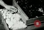 Image of poultry farm Berea Kentucky United States USA, 1933, second 54 stock footage video 65675021251