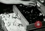 Image of poultry farm Berea Kentucky United States USA, 1933, second 56 stock footage video 65675021251