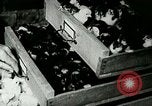 Image of poultry farm Berea Kentucky United States USA, 1933, second 59 stock footage video 65675021251