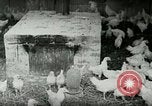Image of Poultry farm Berea Kentucky United States USA, 1933, second 11 stock footage video 65675021269