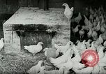 Image of Poultry farm Berea Kentucky United States USA, 1933, second 17 stock footage video 65675021269
